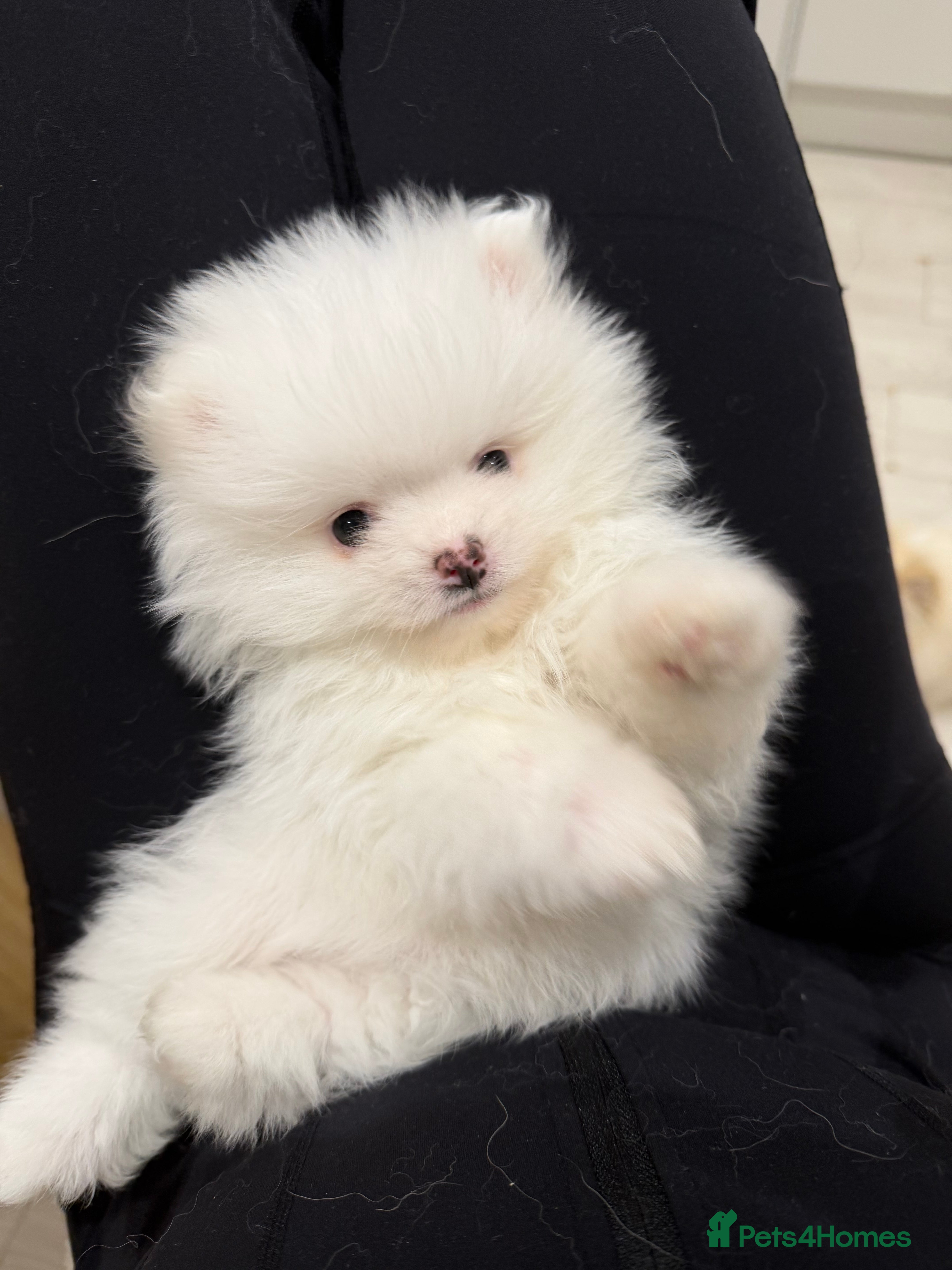Pomeranian dogs 1 white pure bred pomerainian puppy left! - Advert 8