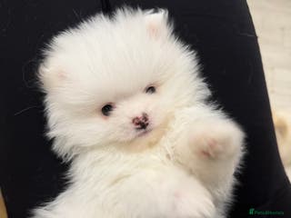 Pomeranian dogs 1 white pure bred pomerainian puppy left! - Advert 1