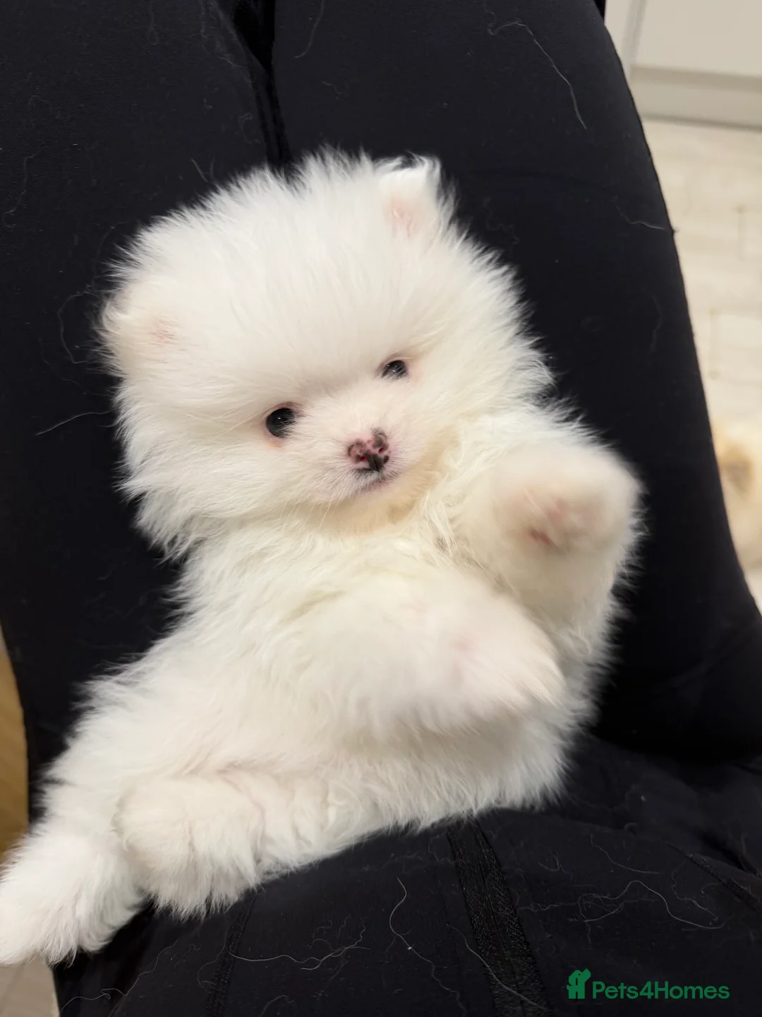 Pomeranian dogs for sale: 1 white pure bred pomerainian puppy left! - Advert 2