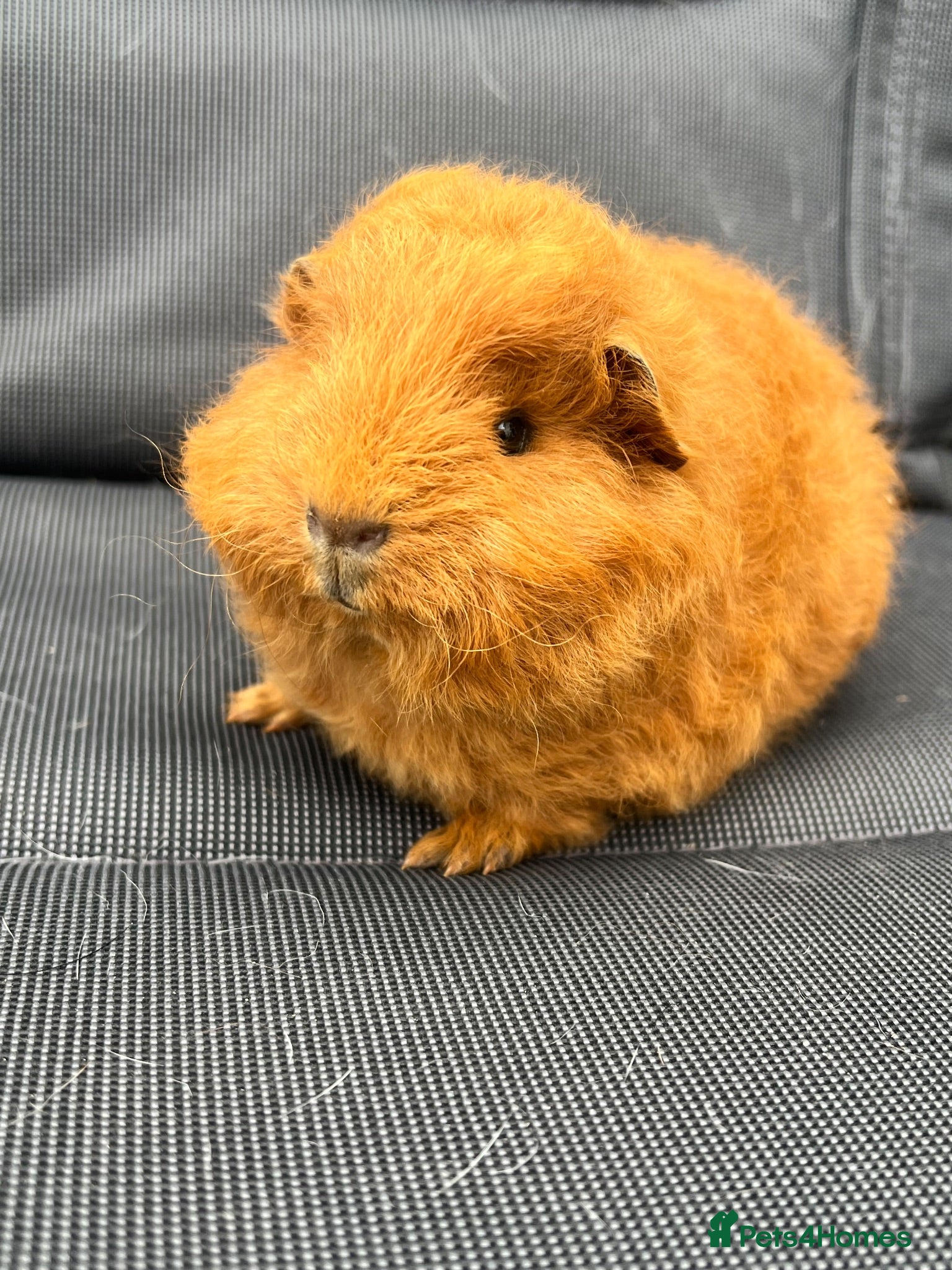 Guinea Pig rodents Swiss Guniea pig  - Advert 1