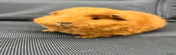 Guinea Pig rodents for sale: Swiss Guniea pig  - Advert 1