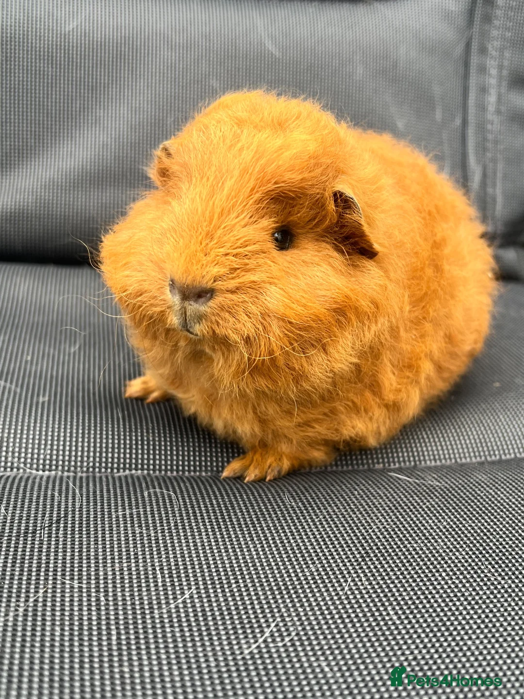 Guinea Pig rodents for sale: Swiss Guniea pig  - Advert 1