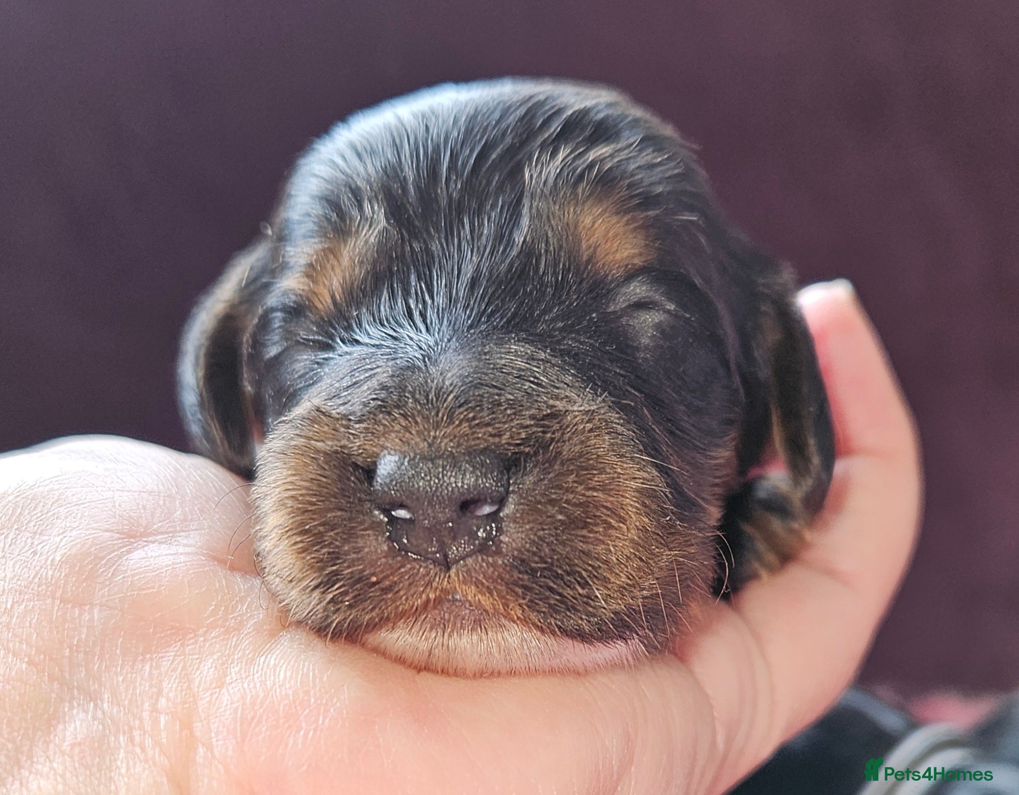 Cockapoo dogs Licensed breeder Show cockapoo litter! BOYS ONLY  - Advert 15