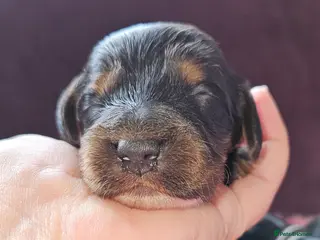 Cockapoo dogs Licensed breeder Show cockapoo litter! BOYS ONLY - Advert 15