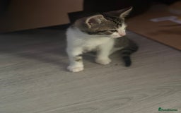 British Shorthair cats for sale: Ready for love - Image 17