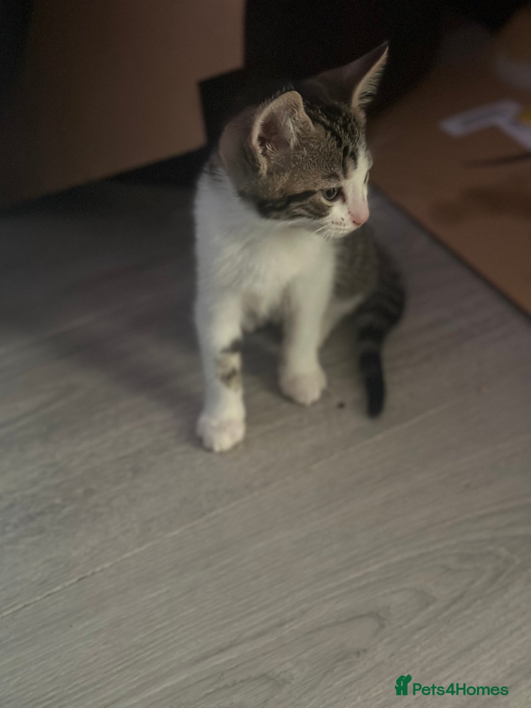British Shorthair cats for sale: Ready for love - Image 17