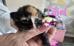 Mixed Breed cats for sale: Adorable Kittens Looking for Their Forever Homes - Image 17