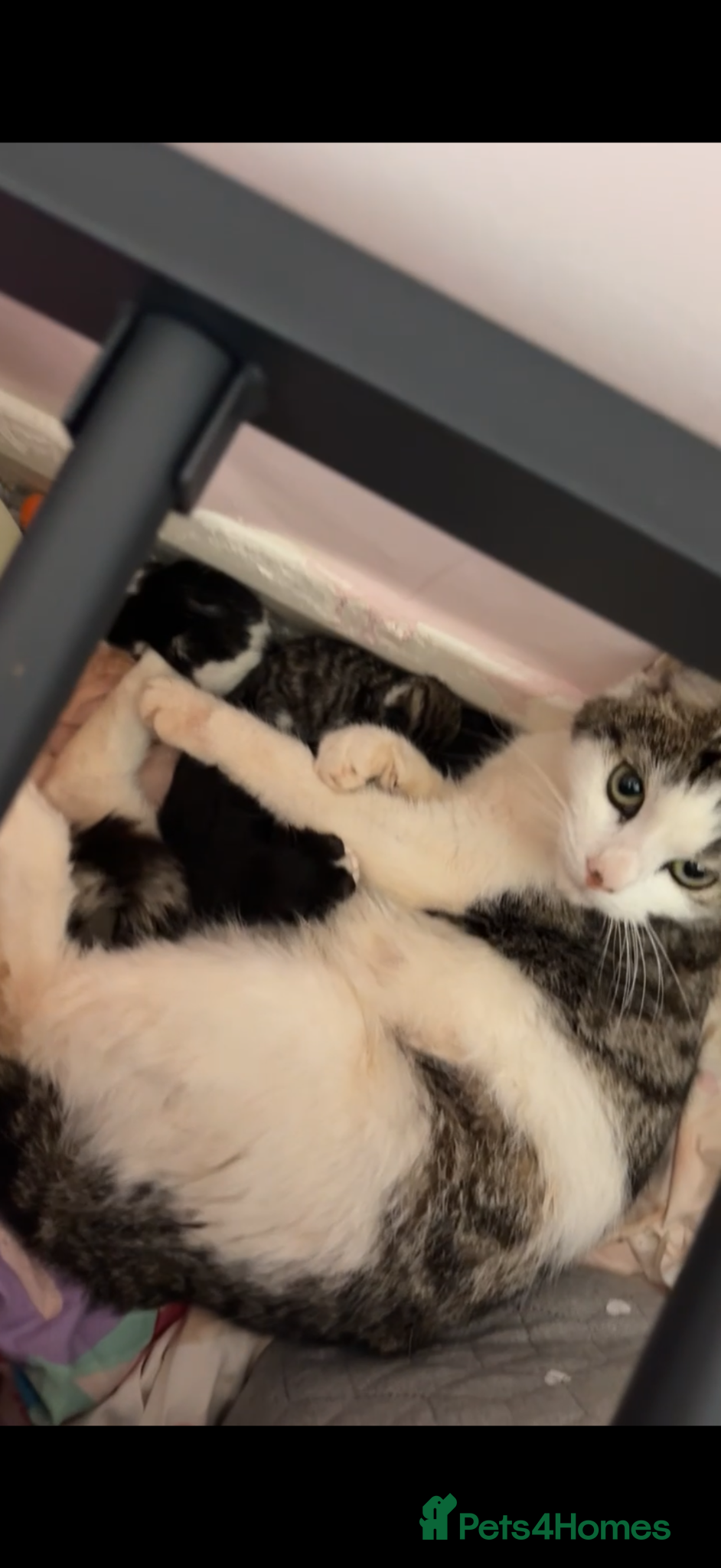 Mixed Breed cats 5 kittens ready to have a new sofa secured✨ - Advert 3