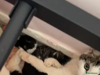 Mixed Breed cats 5 kittens ready to have a new sofa secured✨ - Advert 1