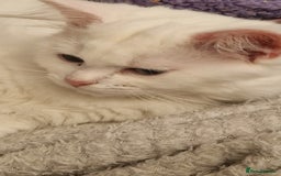 Maine Coon cats for sale: Kittens - Image 5