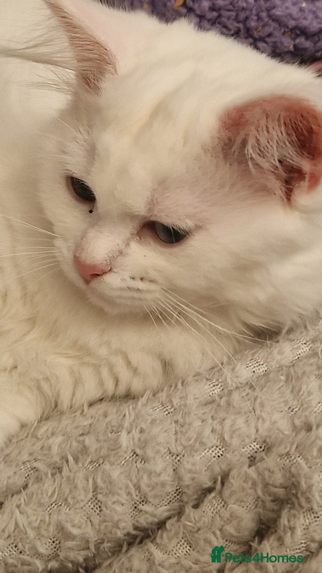 Maine Coon cats for sale: Kittens - Image 5