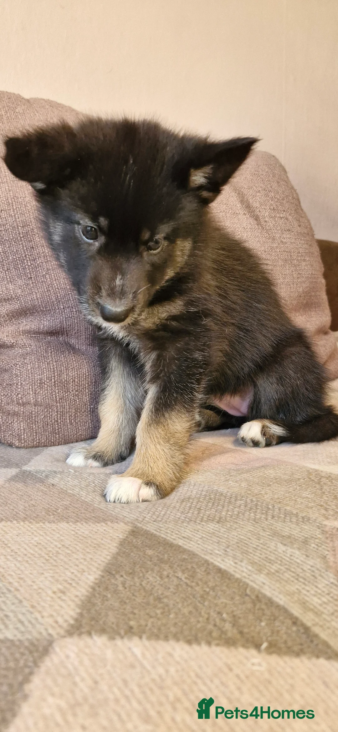 Mixed Breed dogs for sale: German sheperd Malamute  - Advert 17