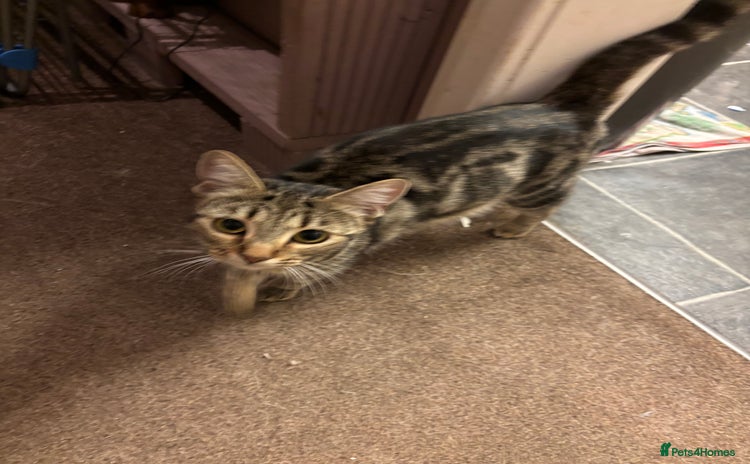 British Shorthair cats 6 kitten hunting for lovely new homes - Advert 5