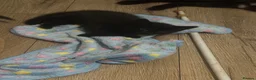 Mixed Breed cats for sale: Four half Russian blue kittens - Advert 6