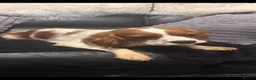 Cavalier King Charles Spaniel dogs for sale: Kc dna clear cavalier adult  - Advert 1