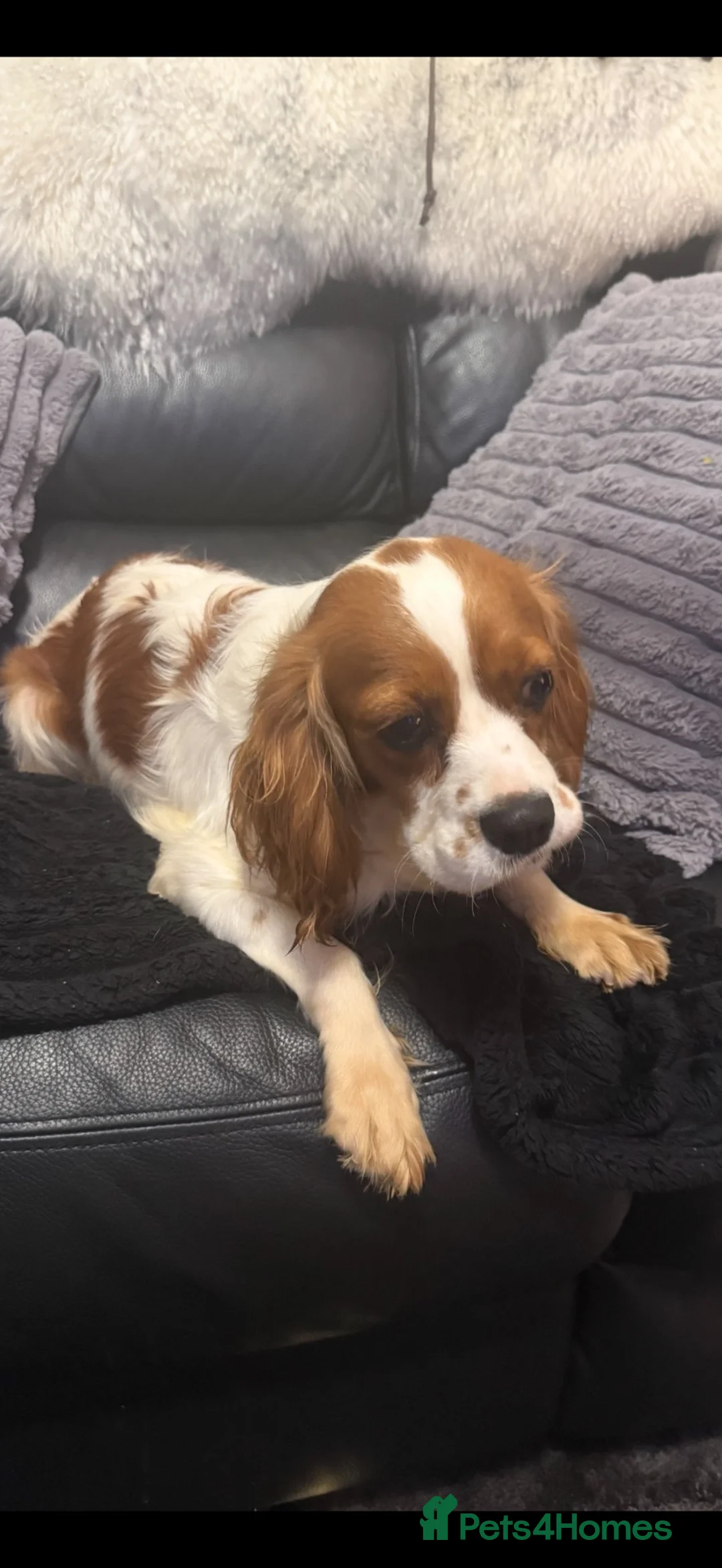 Cavalier King Charles Spaniel dogs for sale: Kc dna clear cavalier adult  - Advert 1