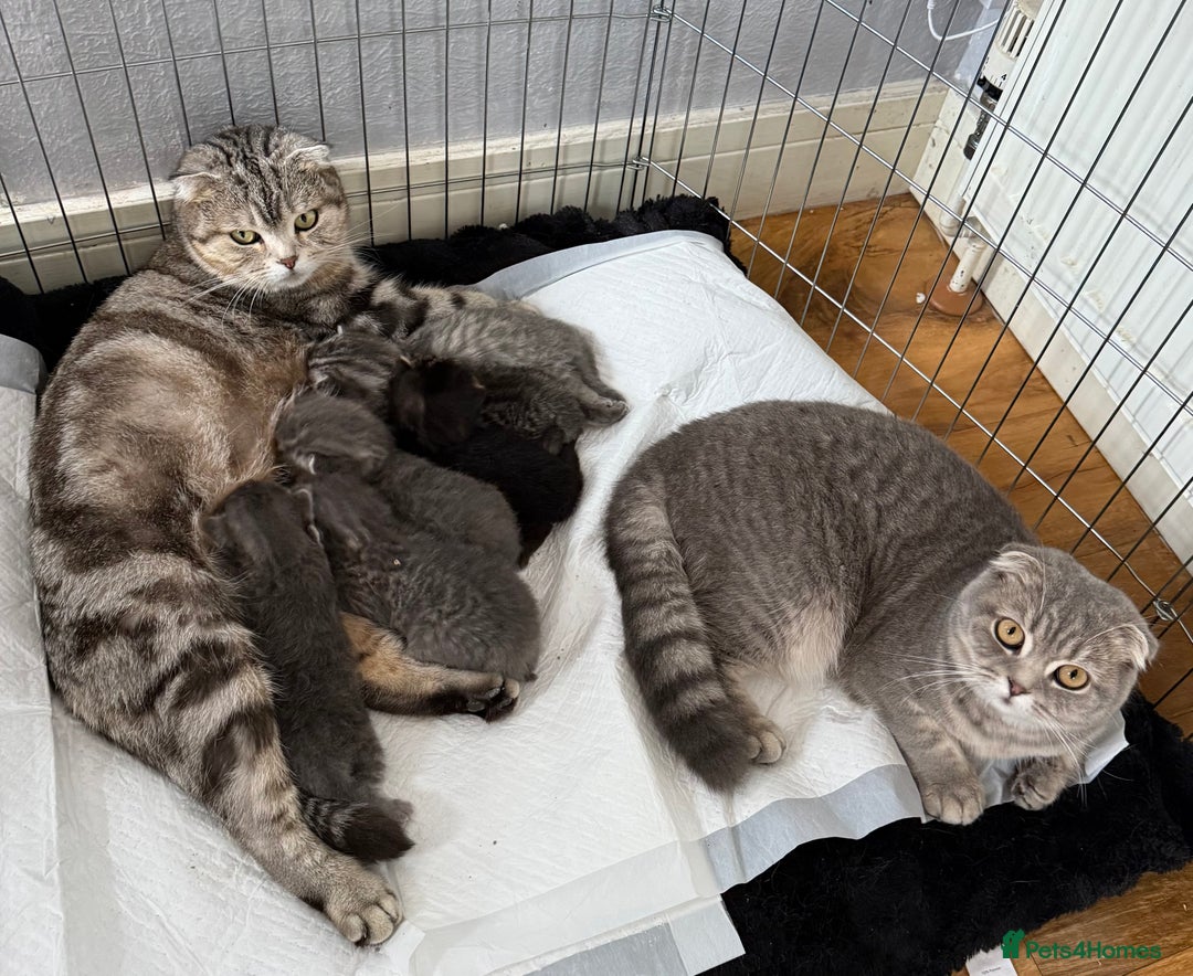 Scottish Fold cats for sale: Scottish fold kittens  - Image 24