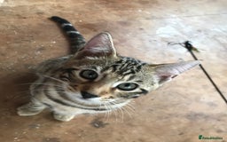 Bengal cats for sale: Bengal male kitten available  - Image 3