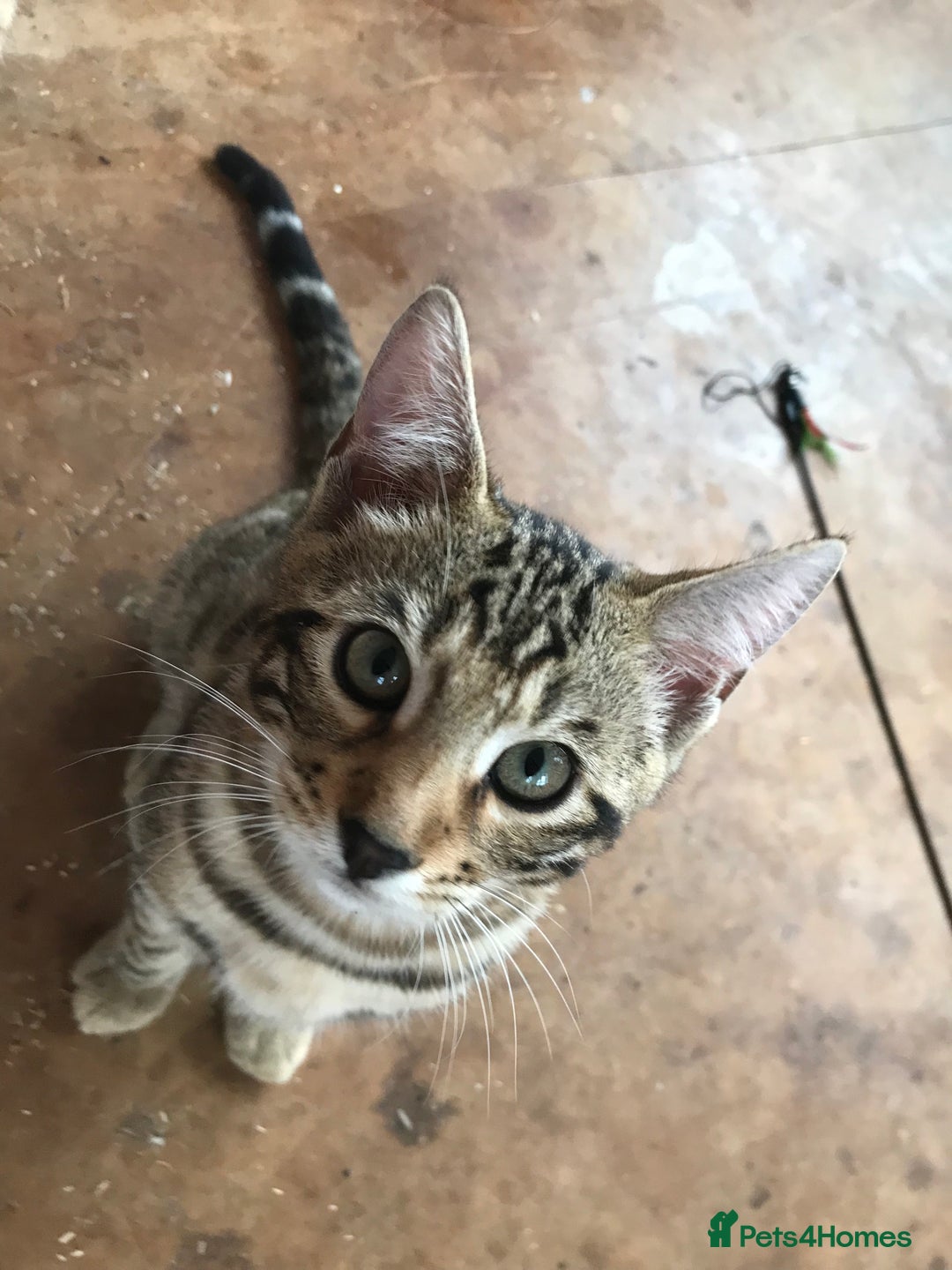 Bengal cats for sale: Bengal male kitten available  - Image 3