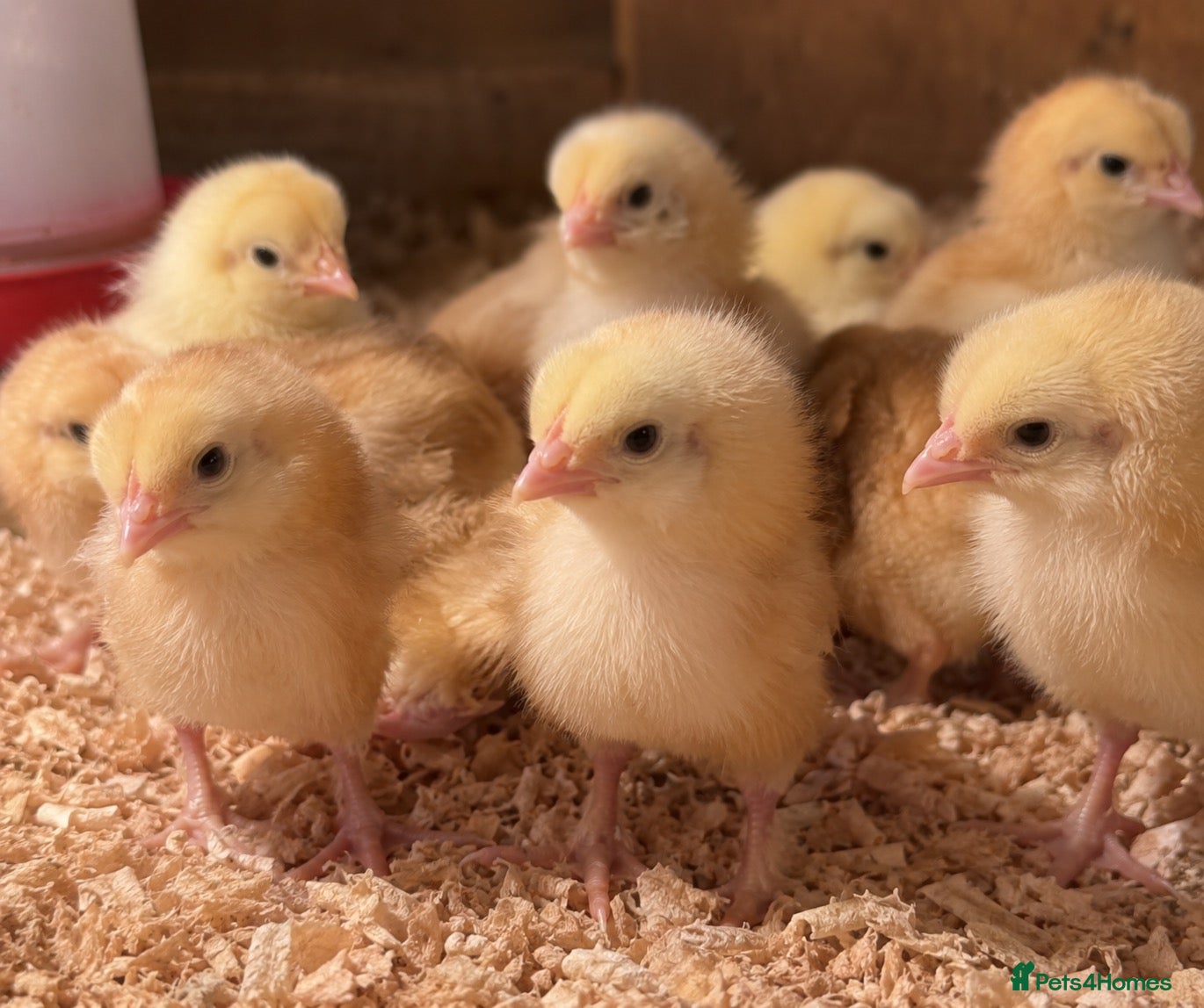 Chickens poultry Female Day Old chicks for sale - Advert 1