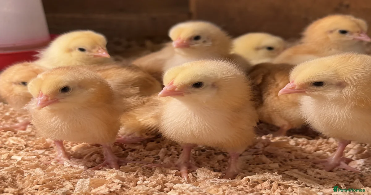 Chickens Poultry for sale | Pets4Homes