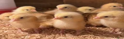 Chickens poultry for sale: Female Day Old chicks for sale in Coventry - Advert 1