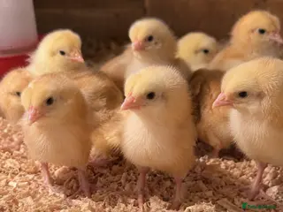 Chickens poultry Female Day Old chicks for sale - Advert 1