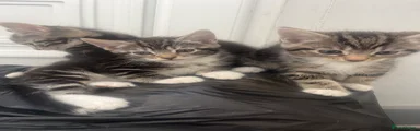 British Longhair 4