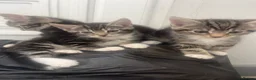 British Longhair cats for sale: Tabby kitten  in Westcliff-on-Sea - Advert 4