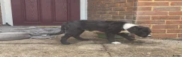 Mixed Breed dogs for sale: Lovely Pups for sale in Marlborough - Advert 13