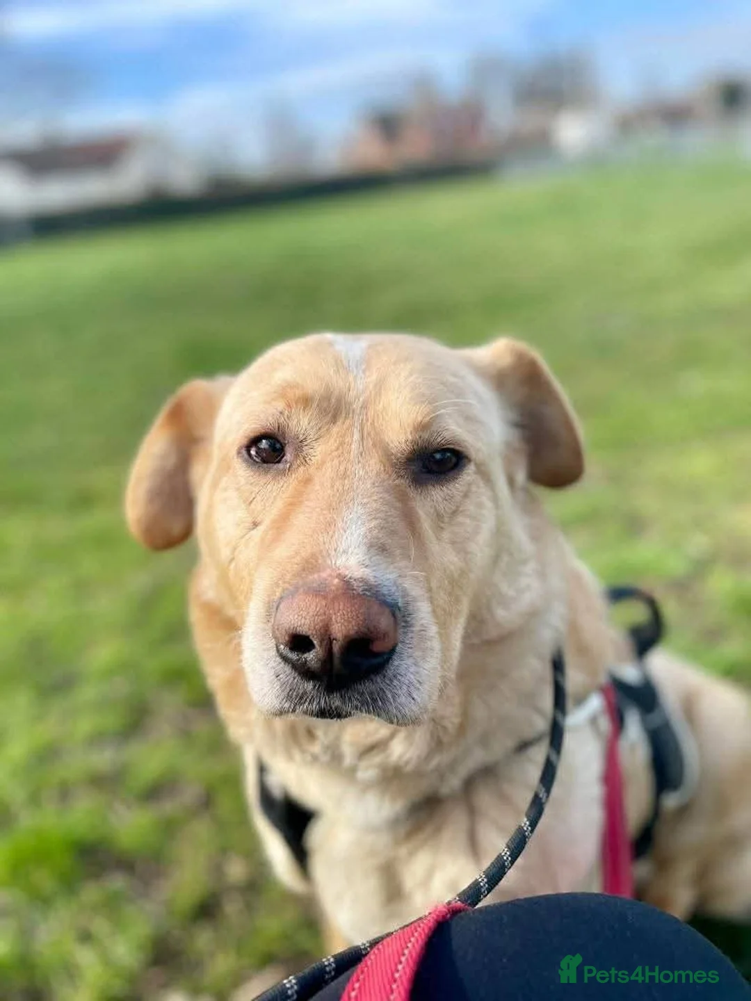 Mixed Breed dogs for adoption: Meet Rex, currently residing in Essex  in Frinton-on-Sea - Advert 2