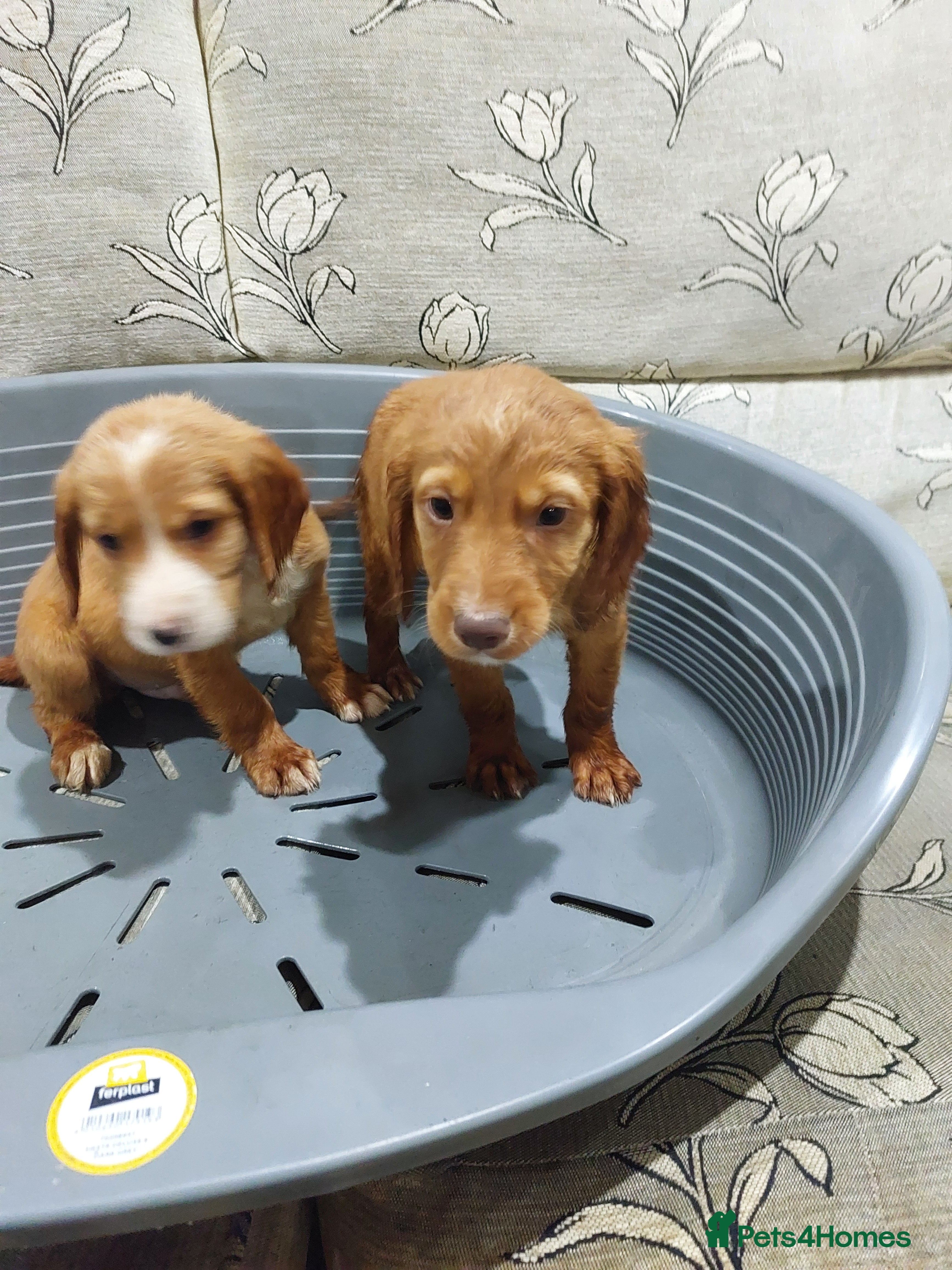 Cocker Spaniel dogs 🎄addorable cocker spaniel puppies🎅 - Advert 5