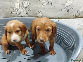 Cocker Spaniel dogs 🎄addorable cocker spaniel puppies🎅 - Advert 1