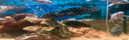 Cichlids fish for sale: Healthy Convict (Zebra) Cichlids for Sale!  - Advert 6