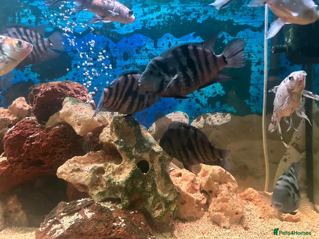 Cichlids fish for sale: Healthy Convict (Zebra) Cichlids for Sale!  - Advert 6