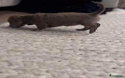 Miniature Dachshund dogs for sale: Gorgeous Miniature Daschunds  - Image 25