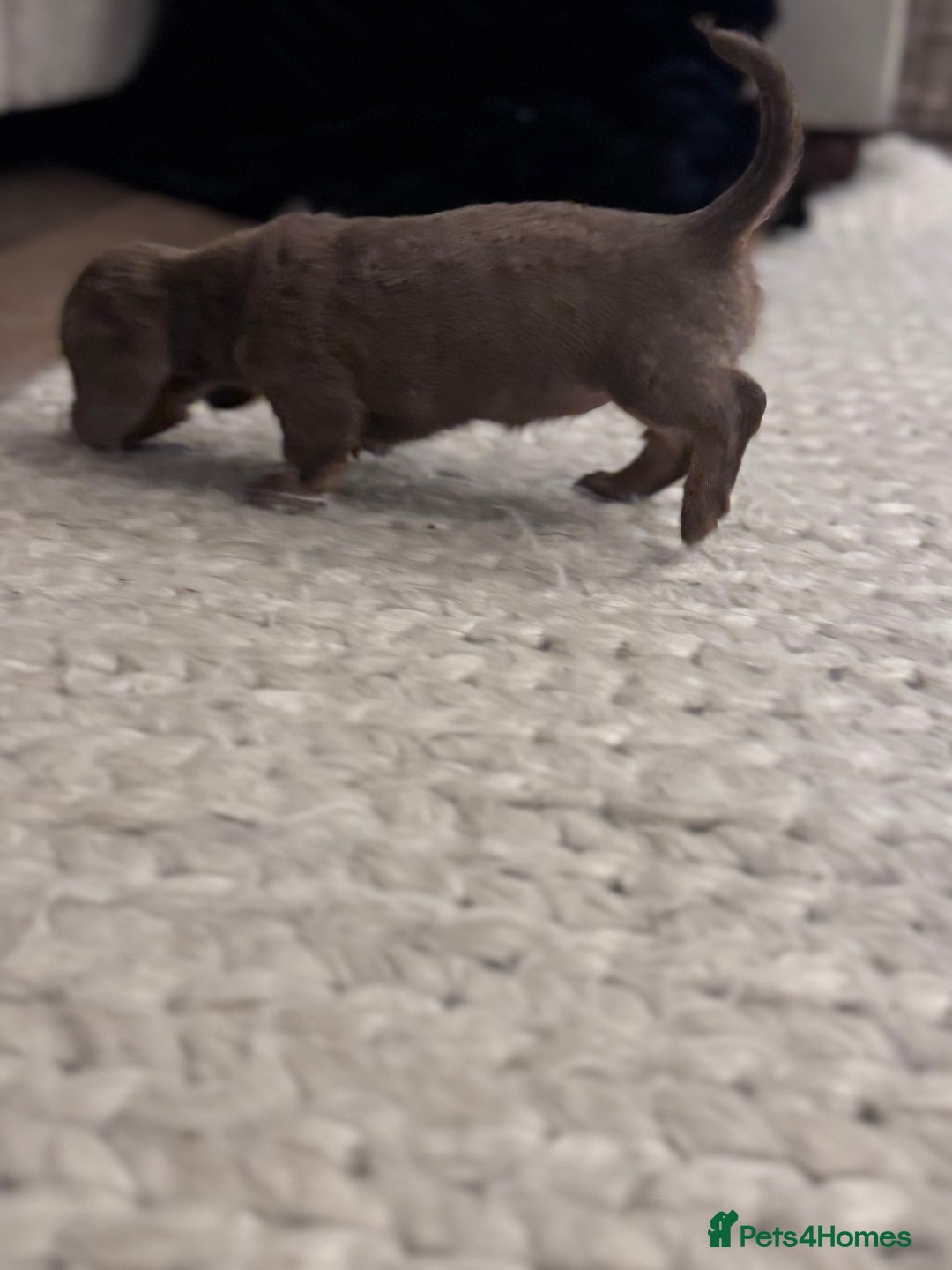 Miniature Dachshund dogs for sale: Gorgeous Miniature Daschunds  - Image 25