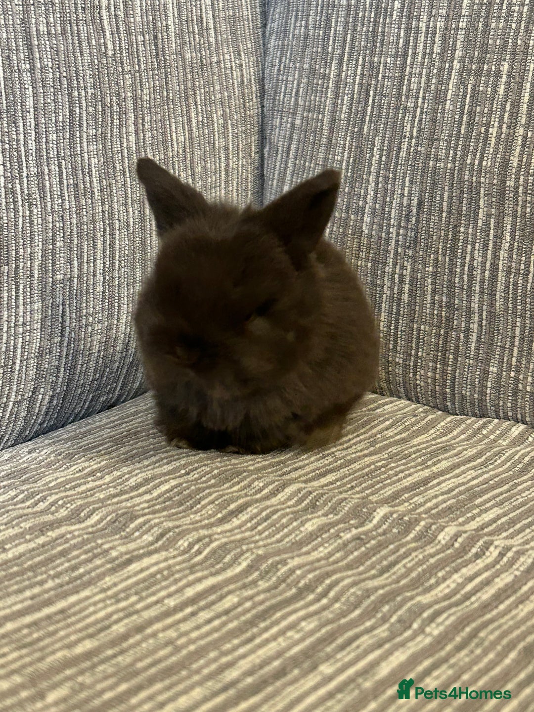 Mini Lop rabbits for sale: Pure Mini Lop babies  - Advert 5