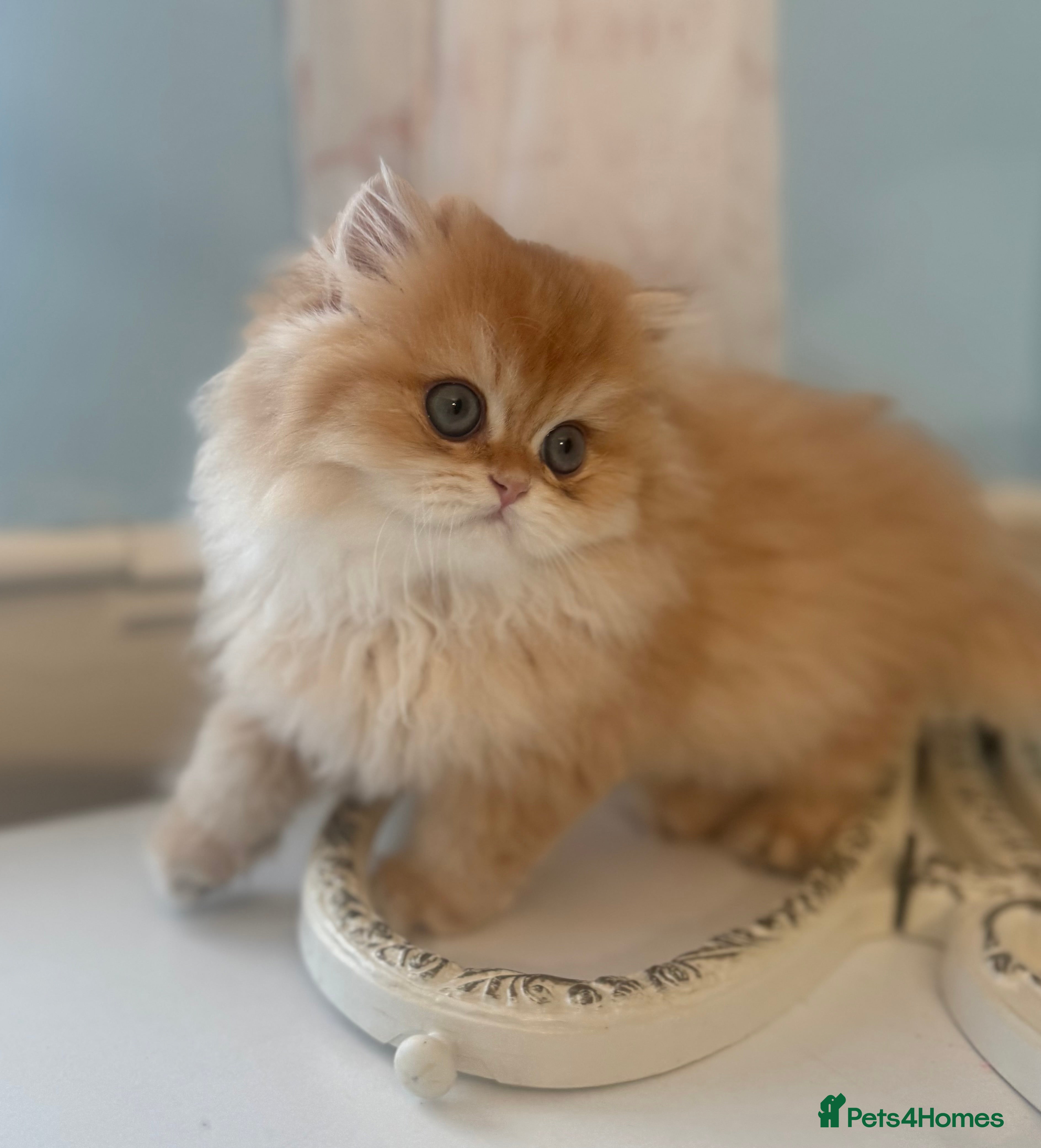 British Longhair cats ✨ Exquisite Golden Longhair Kitten ✨ - Advert 14