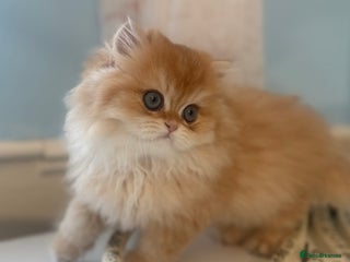 British Longhair cats ✨ Exquisite Golden Longhair Kitten ✨ - Advert 16