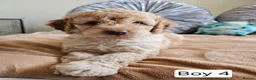 Cavapoo dogs for sale: Outstanding Cavapoo Puppies  - Advert 2