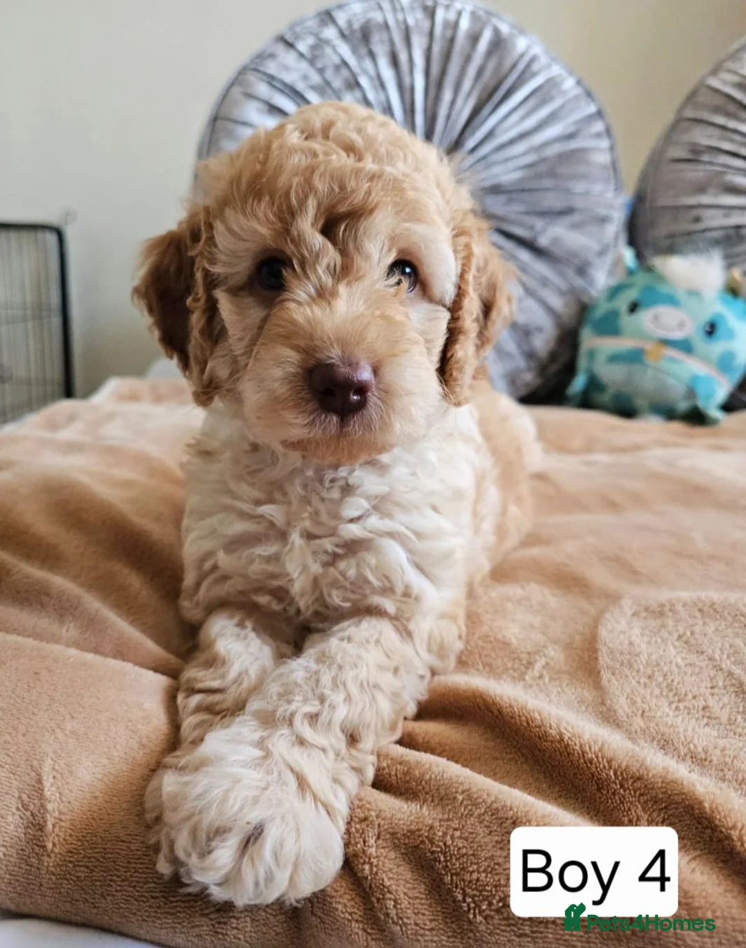 Cavapoo dogs for sale: Outstanding Cavapoo Puppies  - Advert 2