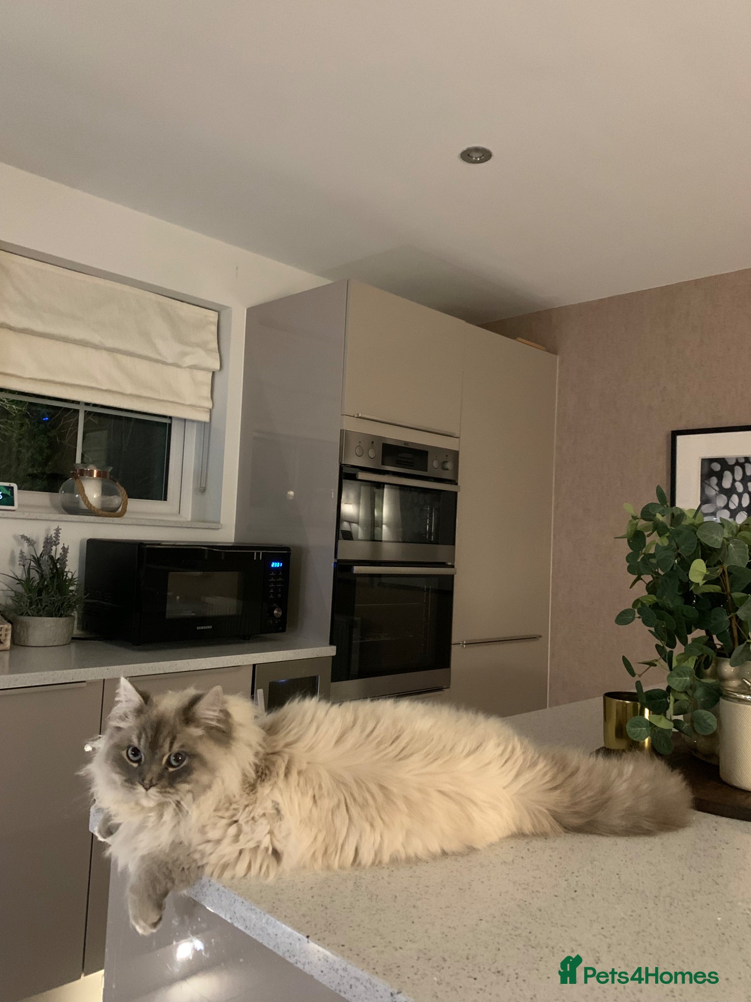 Munchkin cats Oscar & Zoe - Advert 1