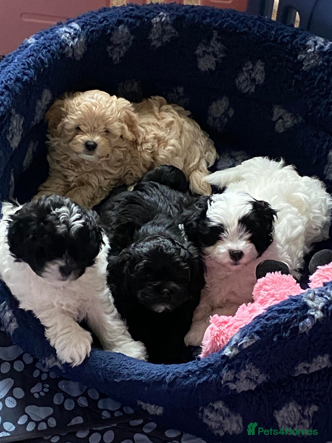 Toy Poodle dogs for stud: Silver Toy poodle  in Verwood - Advert 16