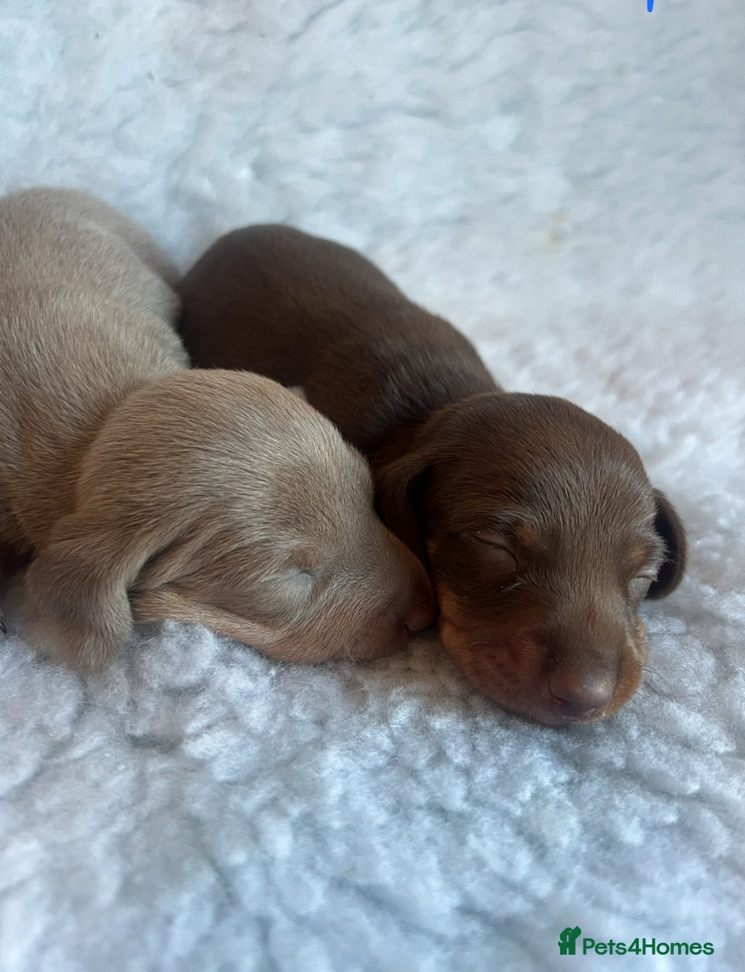 Miniature Dachshund dogs for sale: KC Mini Smooth haired Dachshunds  - Advert 19