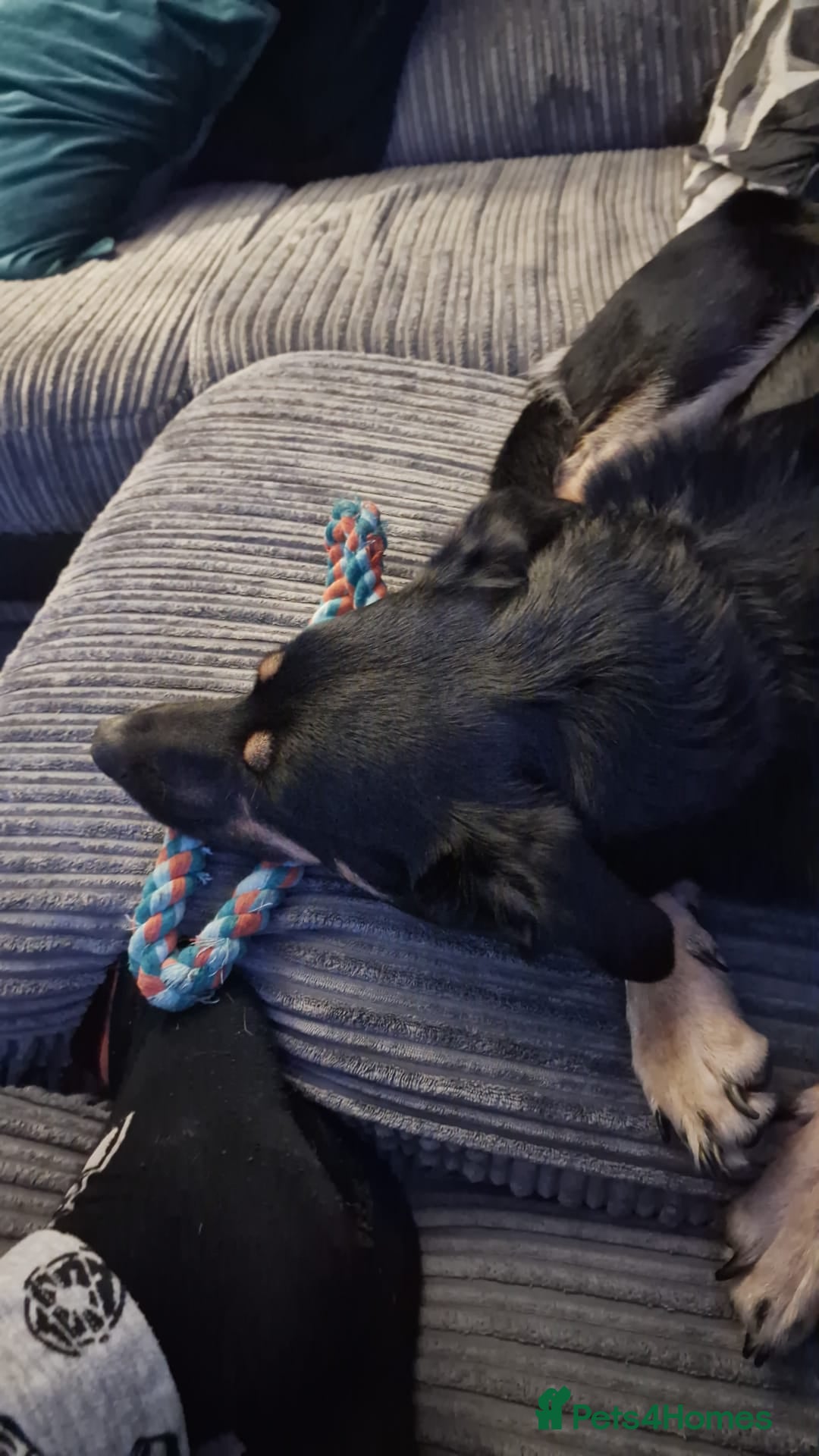 Mixed Breed dogs for sale: Collie x rottie beautiful boy - Image 4