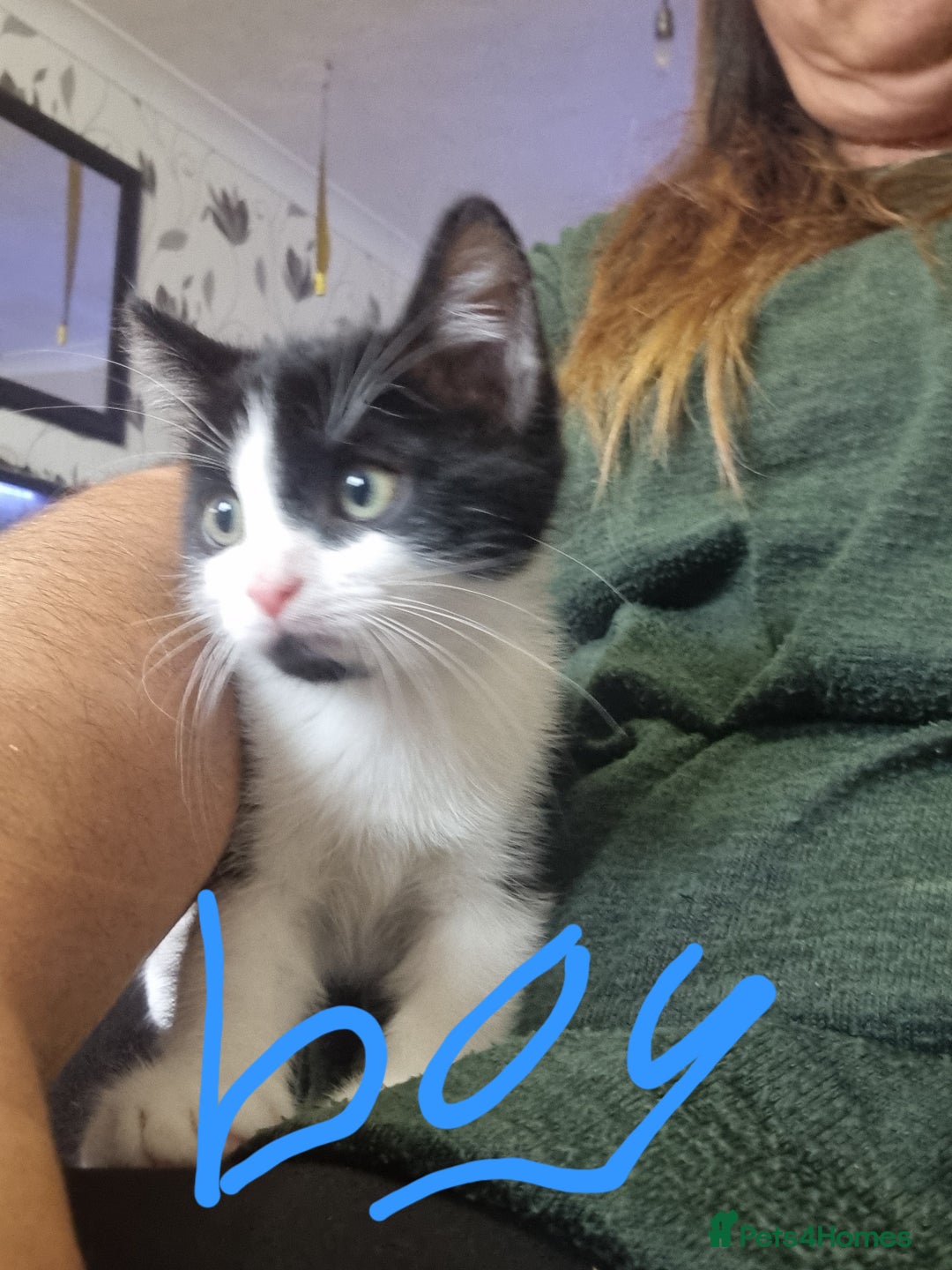 Mixed Breed cats for sale: 3 Black and White kittens for sale - Image 4