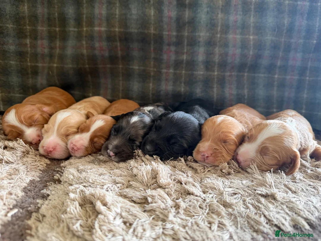 Cocker Spaniel dogs for sale: Gorgeous Cocker Spaniel puppies.  - Advert 2