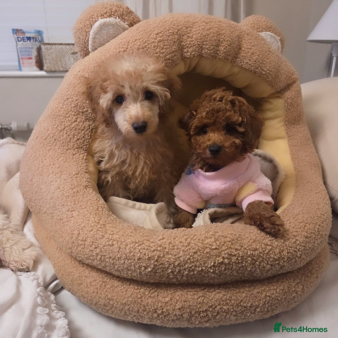 Toy Poodle dogs for sale: Gorgeous TINY red female toy poodle puppy  - Advert 5