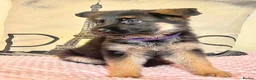 German Shepherd dogs for sale: German sheperd puppies Champion line - Advert 25